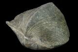 Pyrite Replaced Brachiopod (Paraspirifer) Fossil - Ohio #135576-2